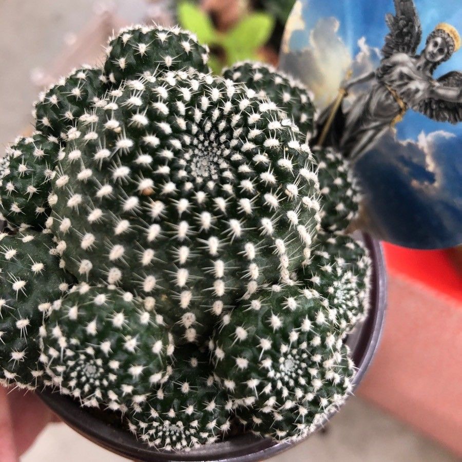 Rebutia marsoneri — houseplant care guide