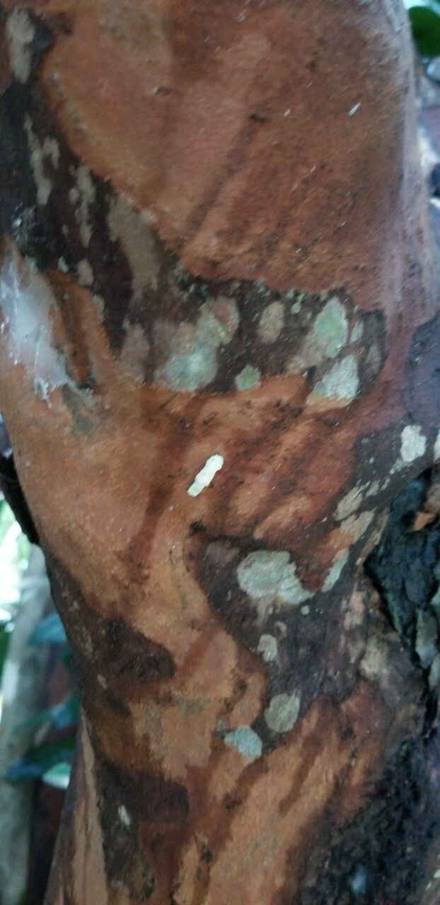 Gordonia axillaris bark