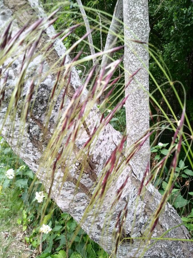 Piptochaetium napostaense fruit