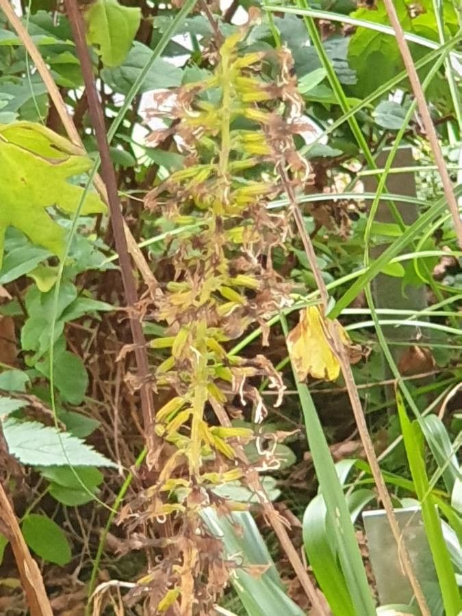Petasites frigidus flower
