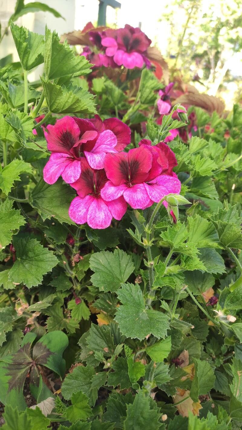 Pelargonium grandiflorum habit