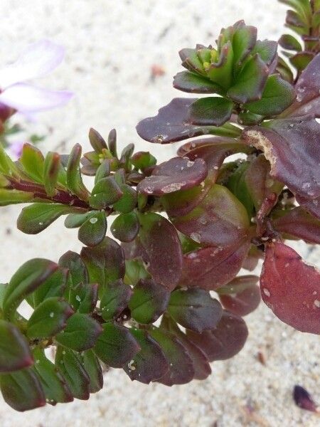 Iberis nana — search result for 'Iberis'