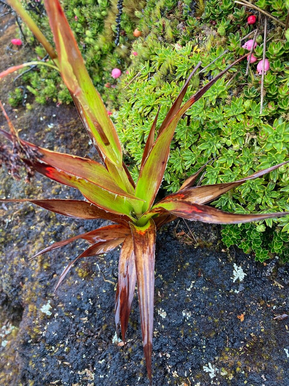 Luzula gigantea — houseplant care guide