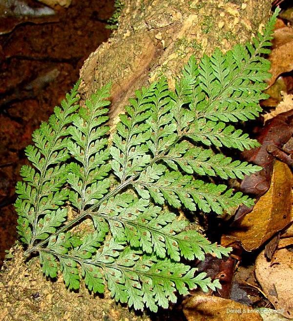 Lastreopsis subsericea habit