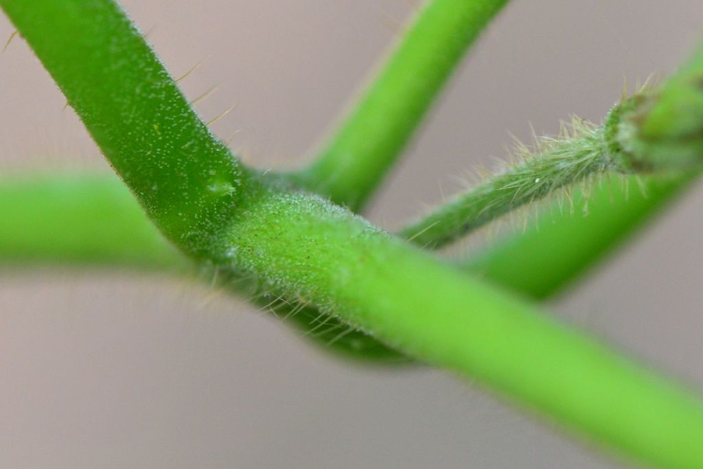 Matelea edwardsensis bark