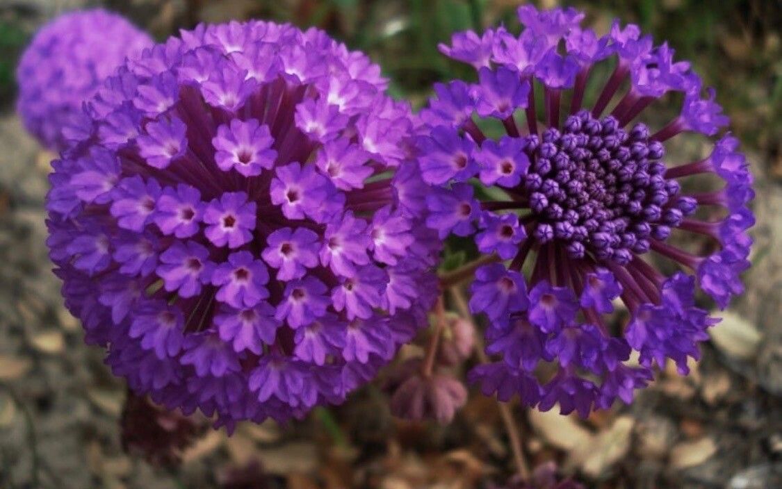 Abronia pogonantha — search result for 'Nyctaginaceae'