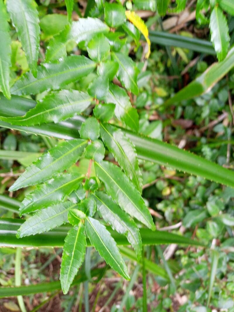 Azara lanceolata leaf