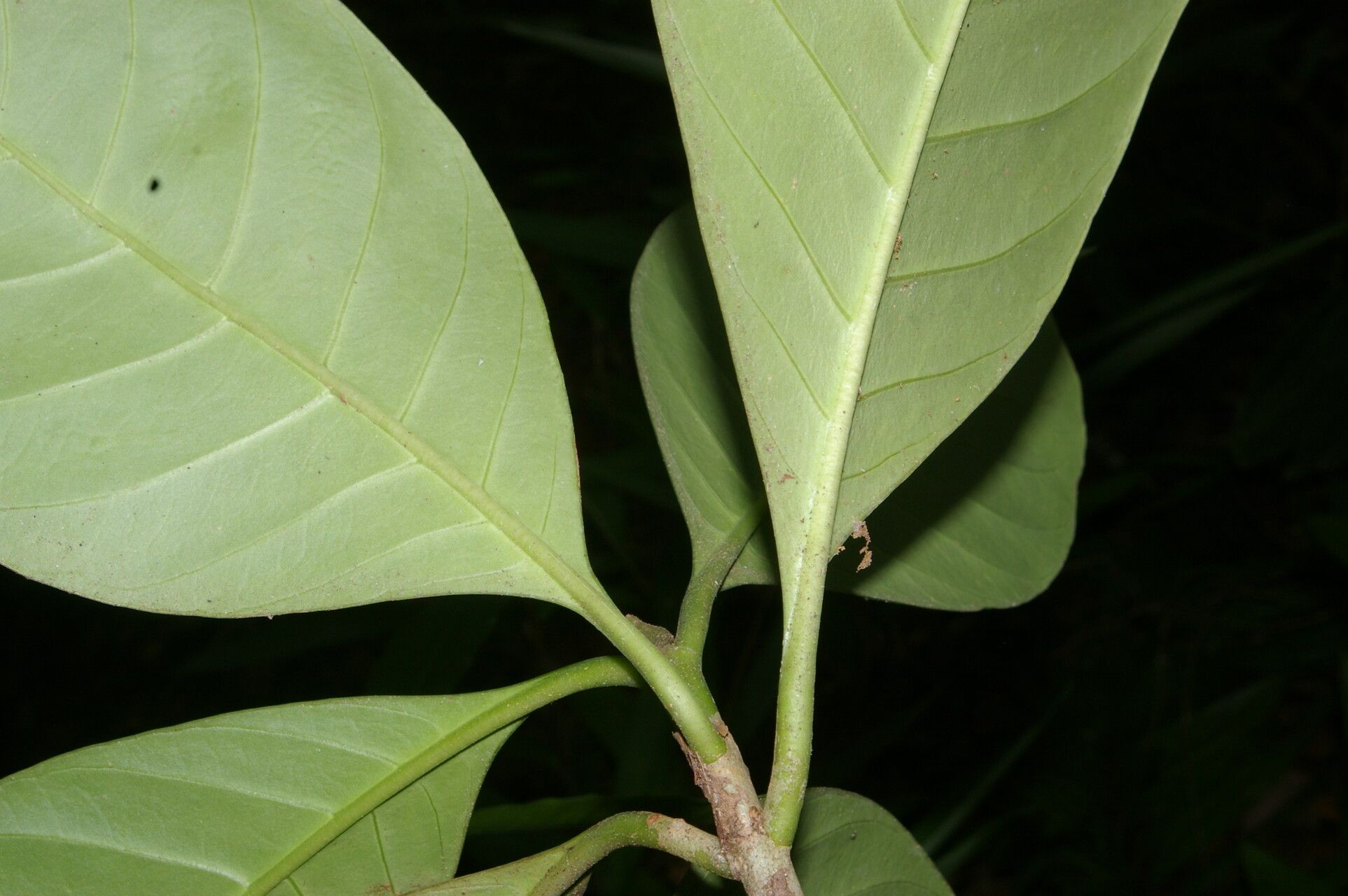 Carapichea affinis leaf