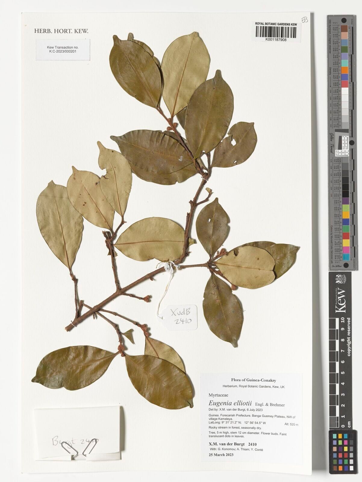 Eugenia elliotii — houseplant care guide