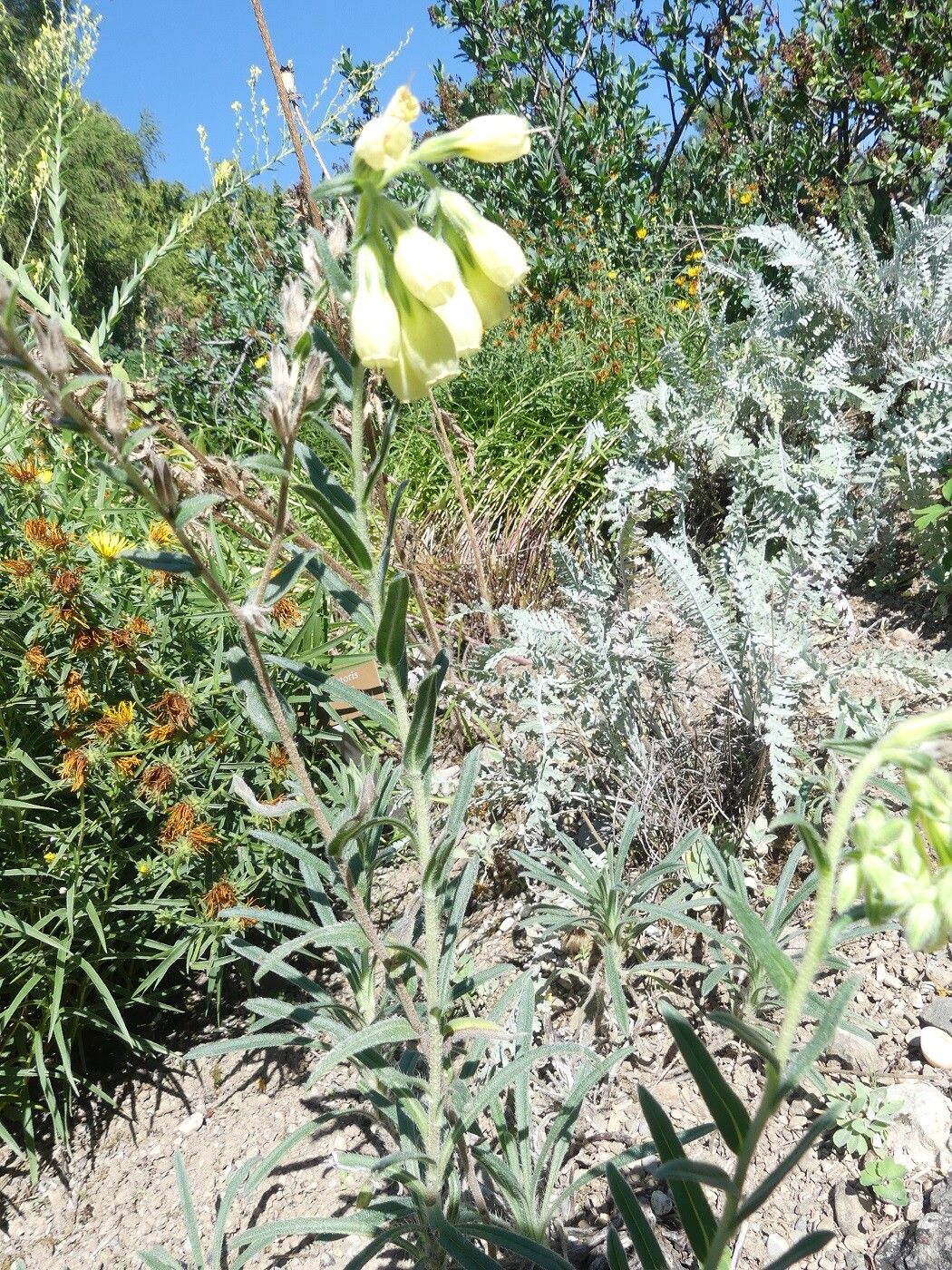 Onosma viridis habit
