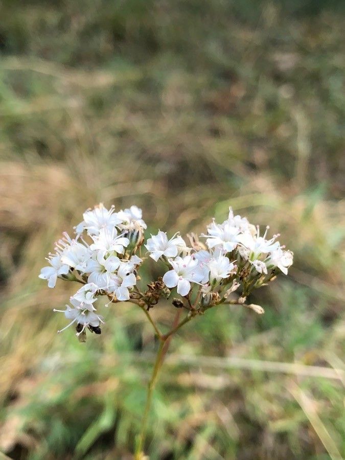 Gypsophila papillosa flower