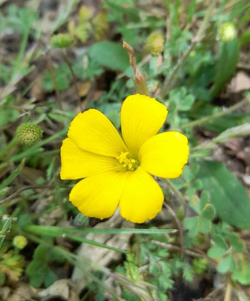 Oxalis refracta — houseplant care guide