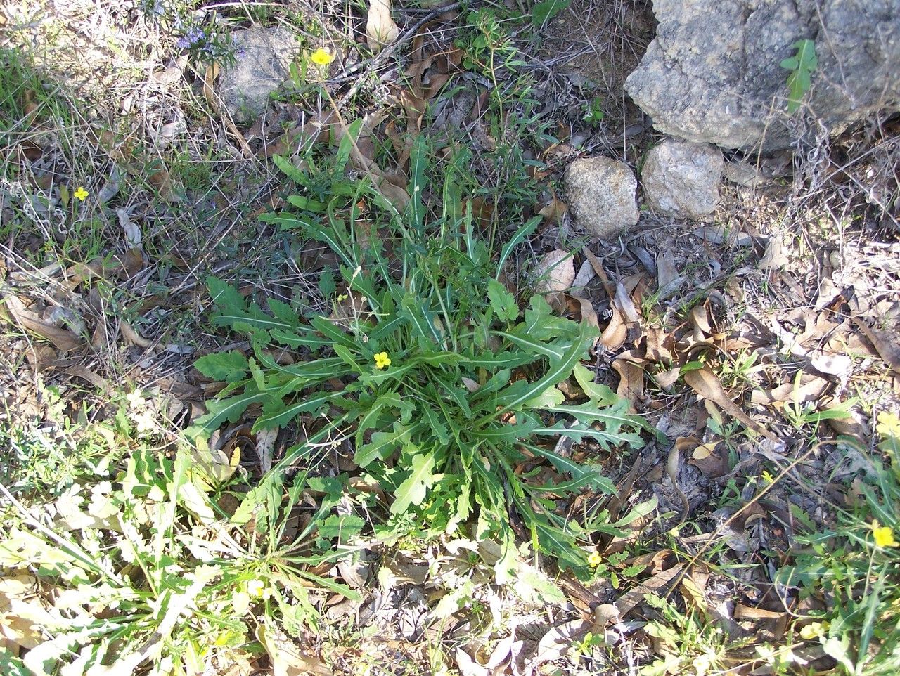 Diplotaxis simplex habit