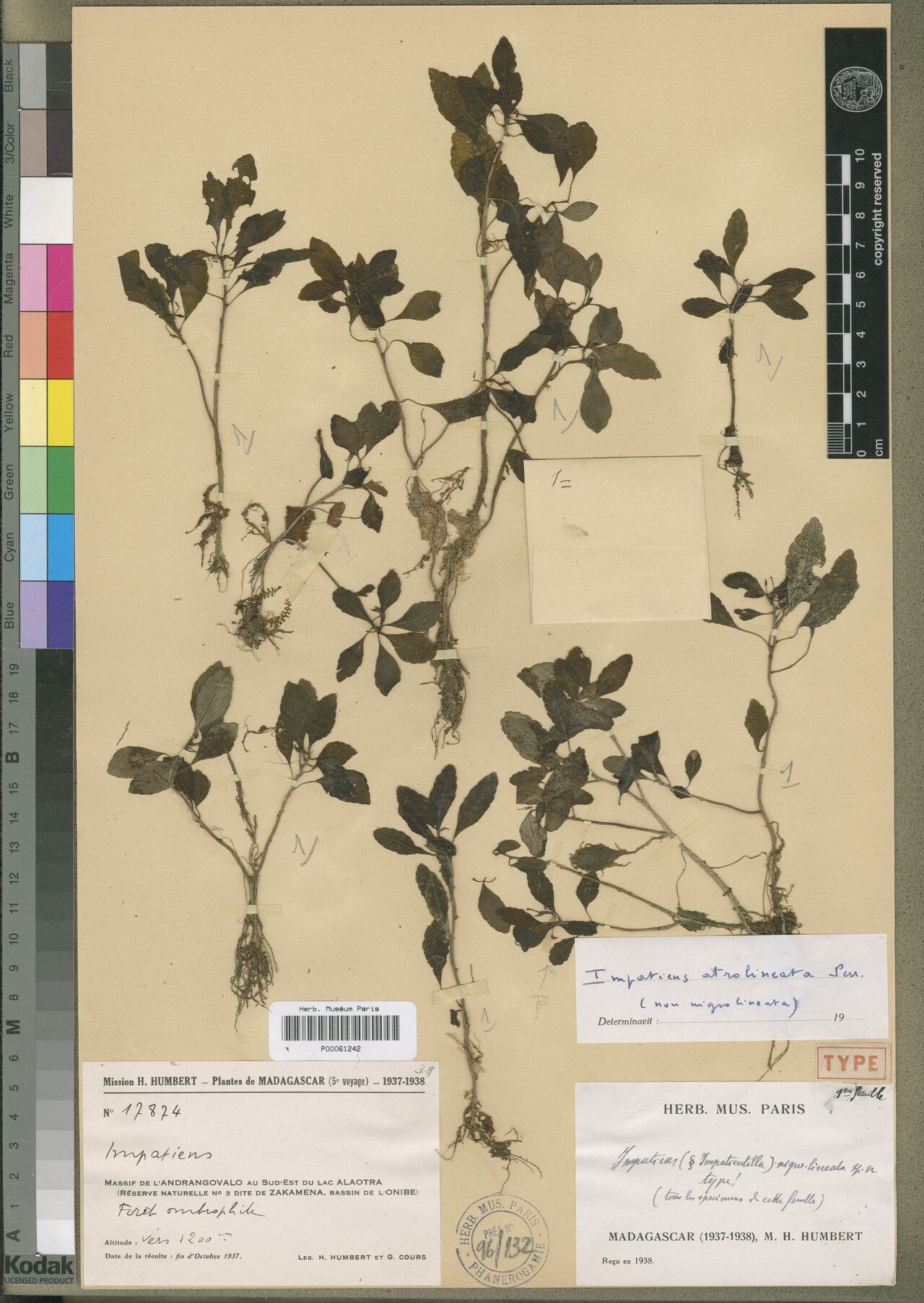 Impatiens atrolineata — houseplant care guide