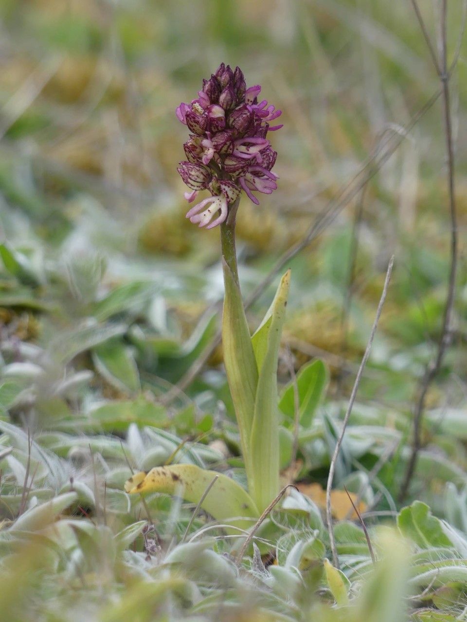 Orchis x meilsheimeri habit