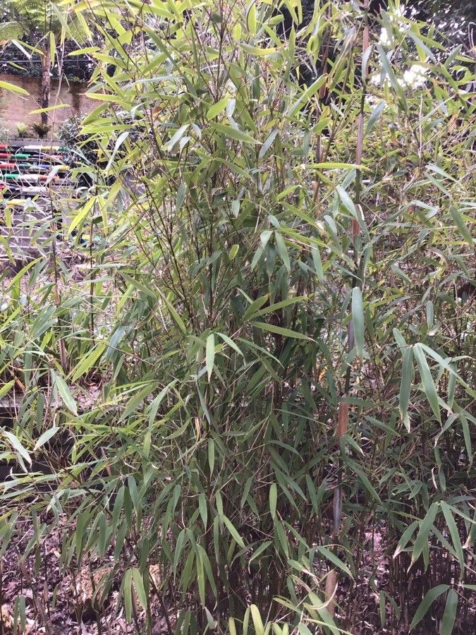 Fargesia murielae leaf