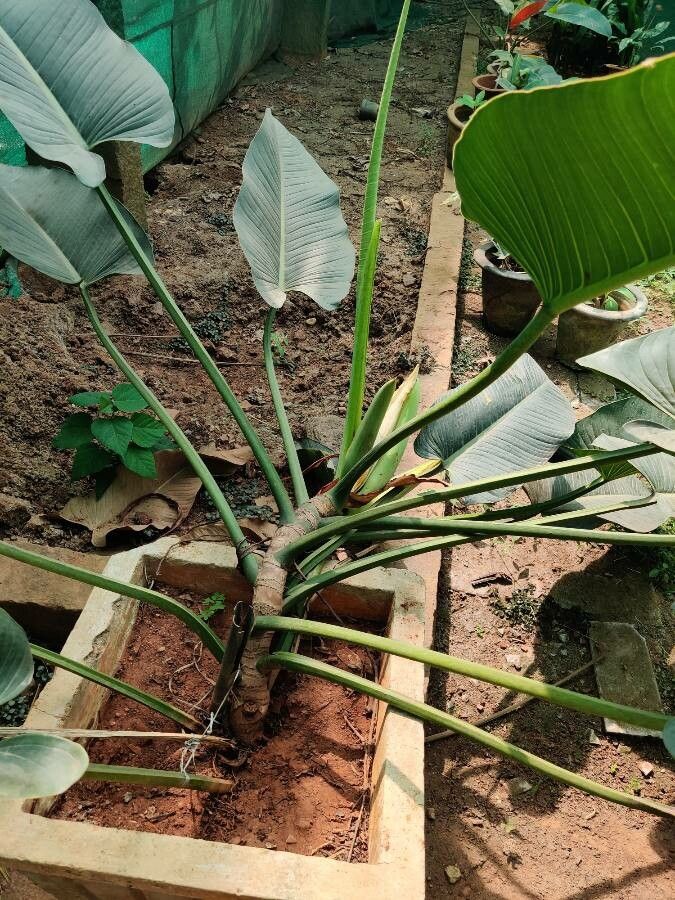 Philodendron davidsonii