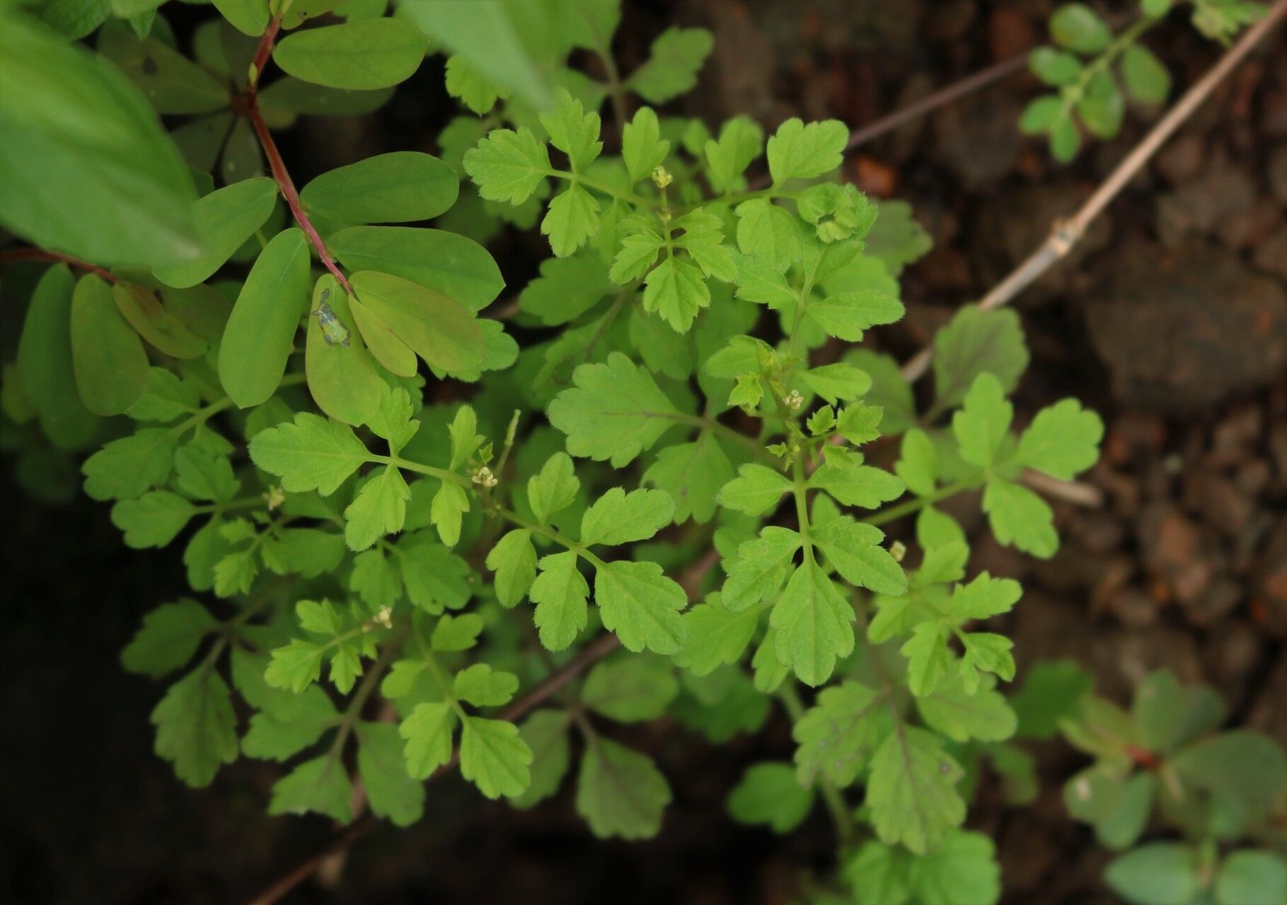 Cardamine trichocarpa — search result for 'Cardamine'