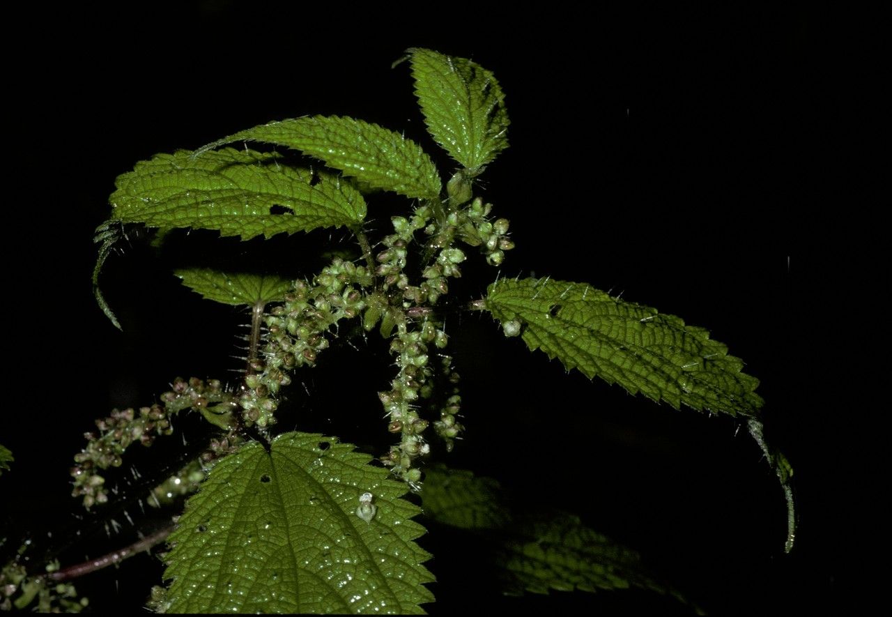 Urtica magellanica flower