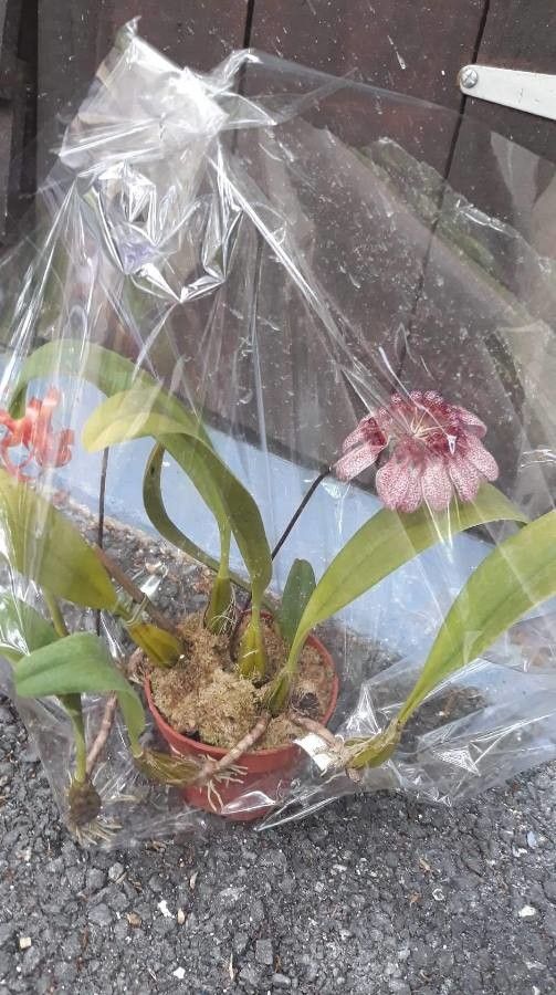 Bulbophyllum picturatum flower