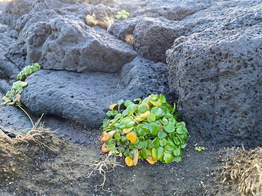 Cochlearia officinalis leaf