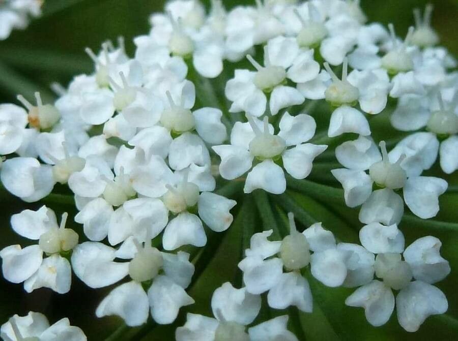 Peucedanum aegopodioides flower