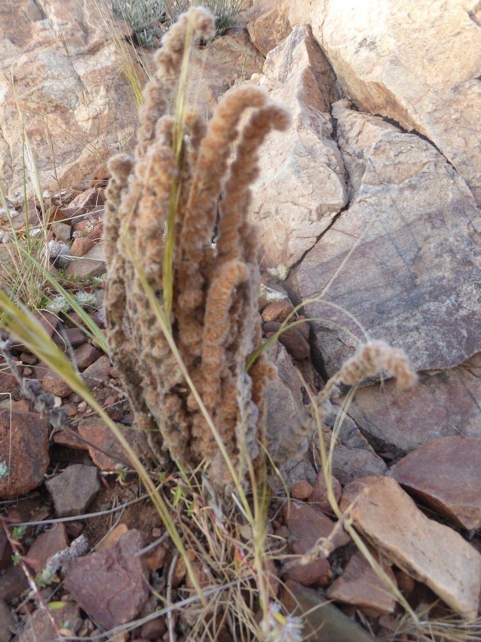 Cheilanthes vellea habit
