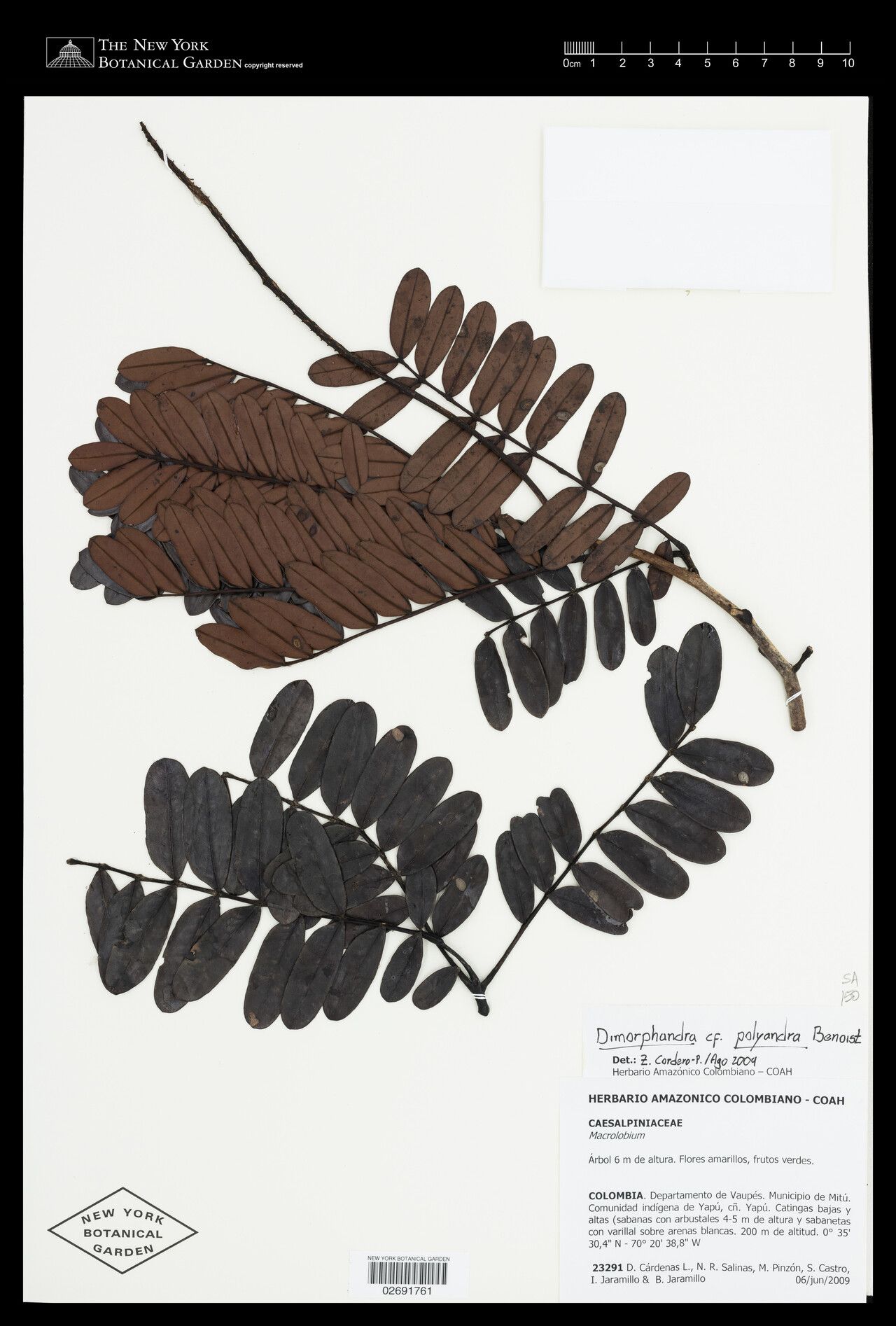 Dimorphandra vernicosa — houseplant care guide