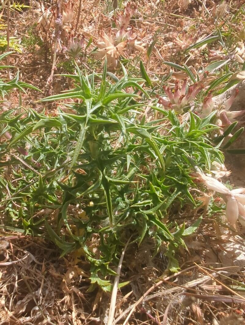 Carlina involucrata — search result for 'Carlina'