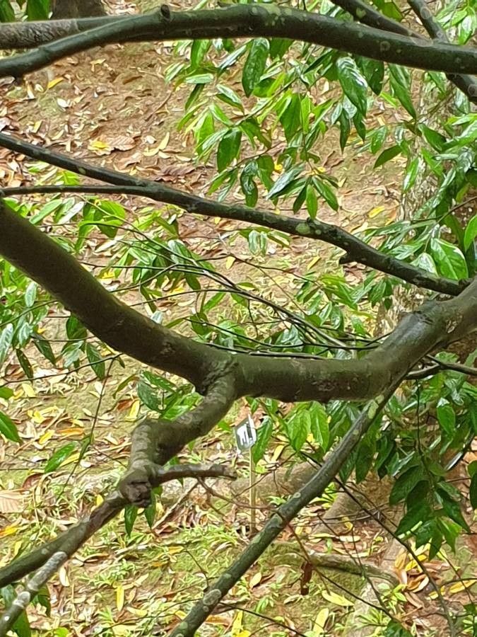 Canarium sumatranum bark