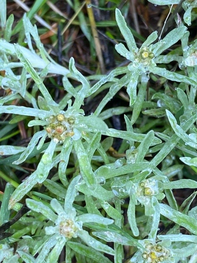 Gnaphalium uliginosum flower