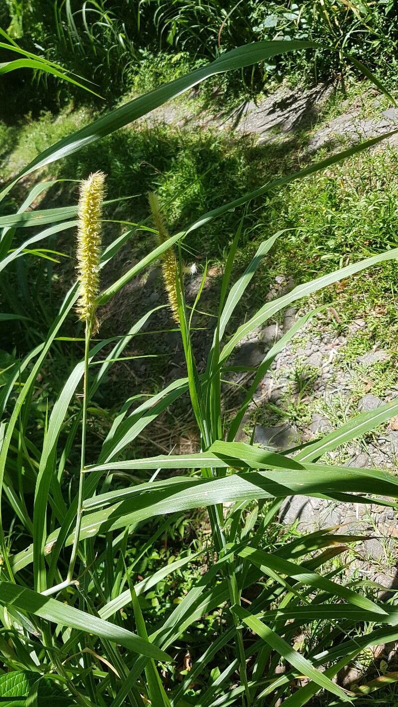 Setaria tenax — search result for 'Setaria'