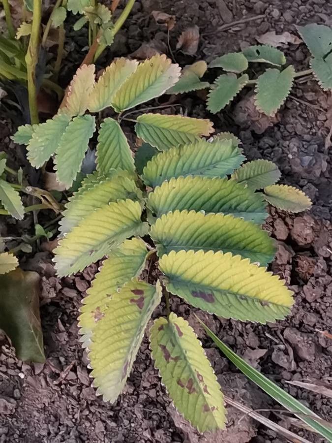 Sanguisorba hakusanensis leaf