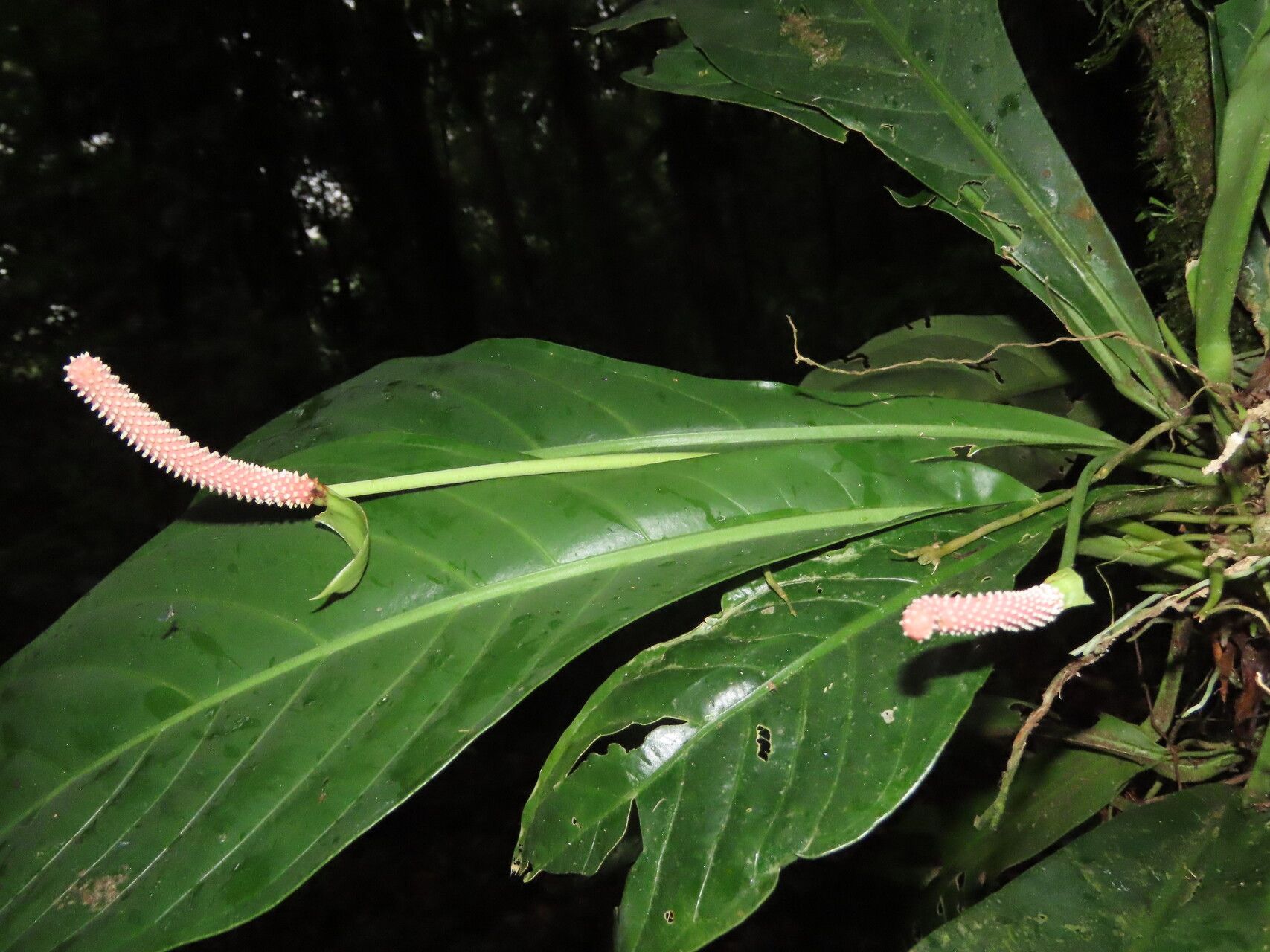 Anthurium consobrinum leaf