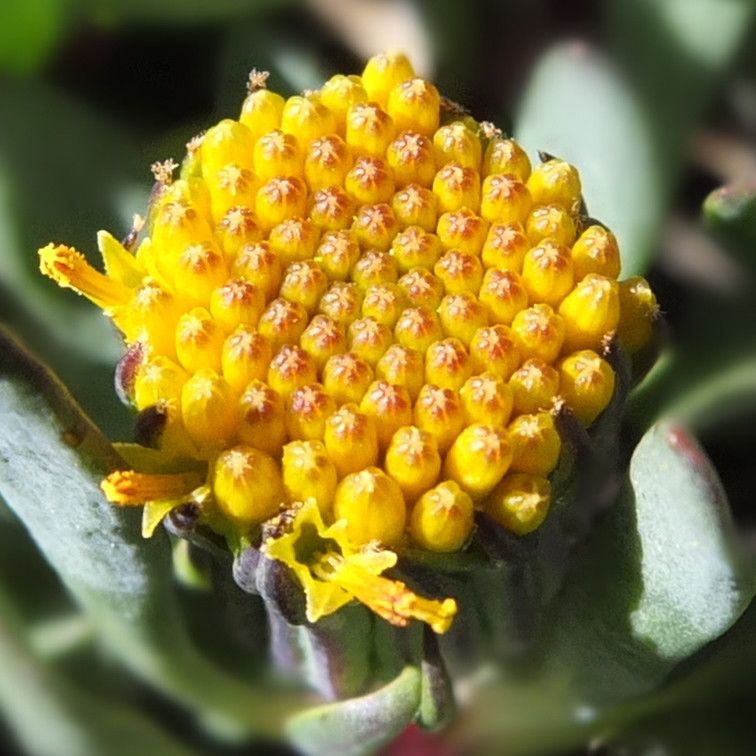 Senecio algens flower