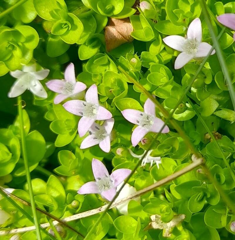 Oldenlandia salzmannii flower