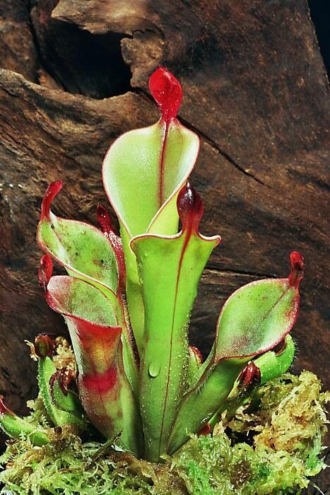 Heliamphora chimantensis — related species from the same genus