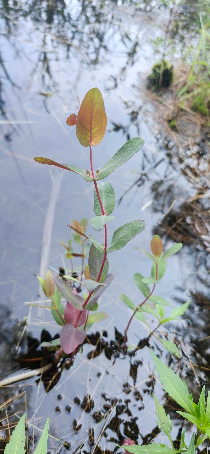 Hypericum fraseri leaf