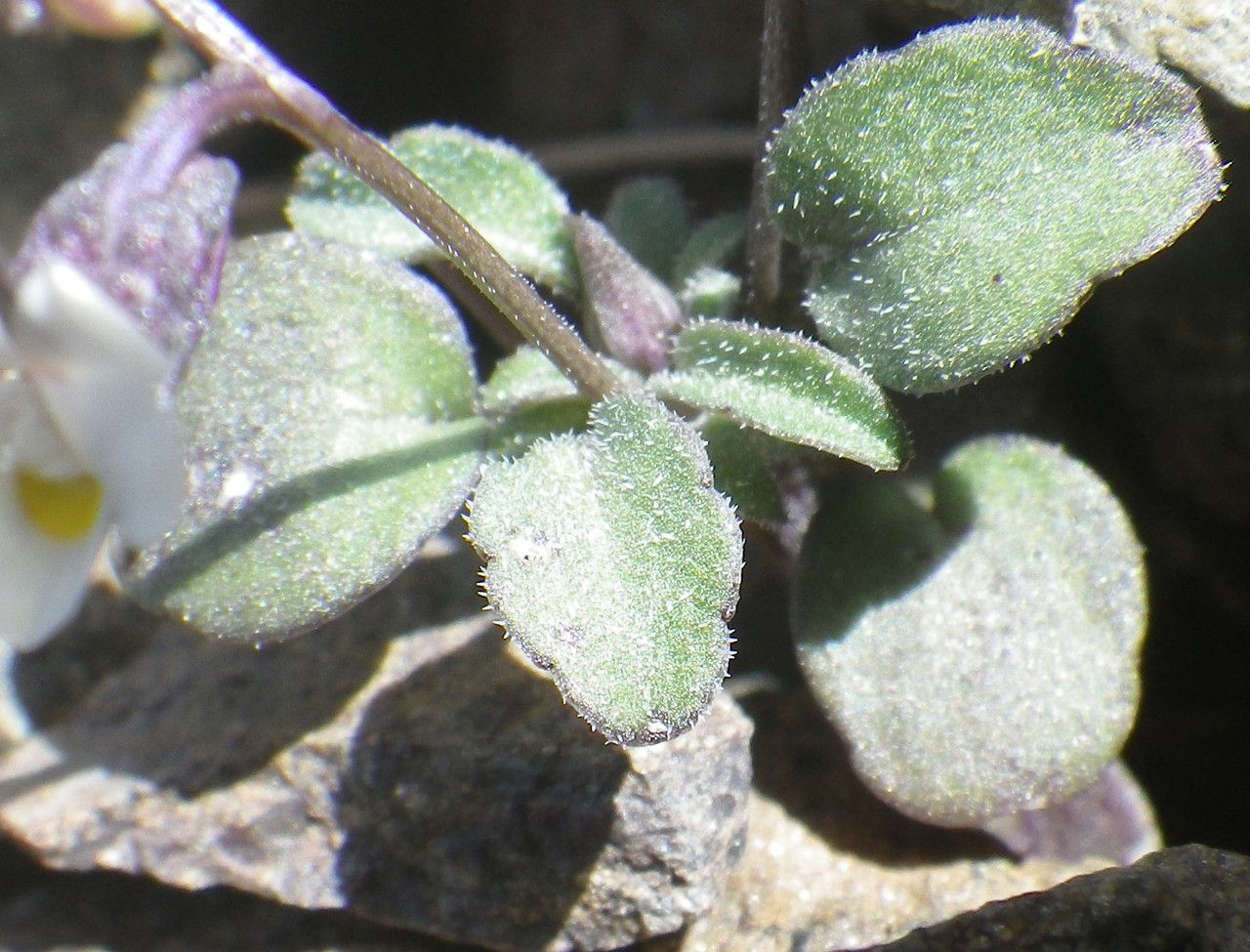 Viola parvula — search result for 'Viola'