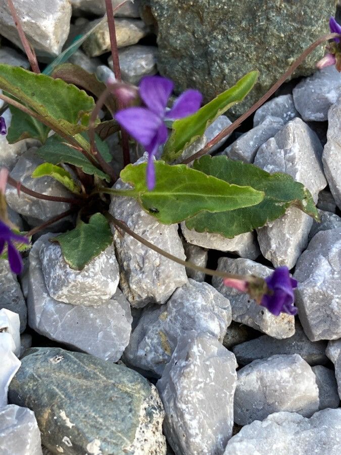 Viola inconspicua — search result for 'Viola'