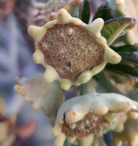 Dorstenia gigas flower