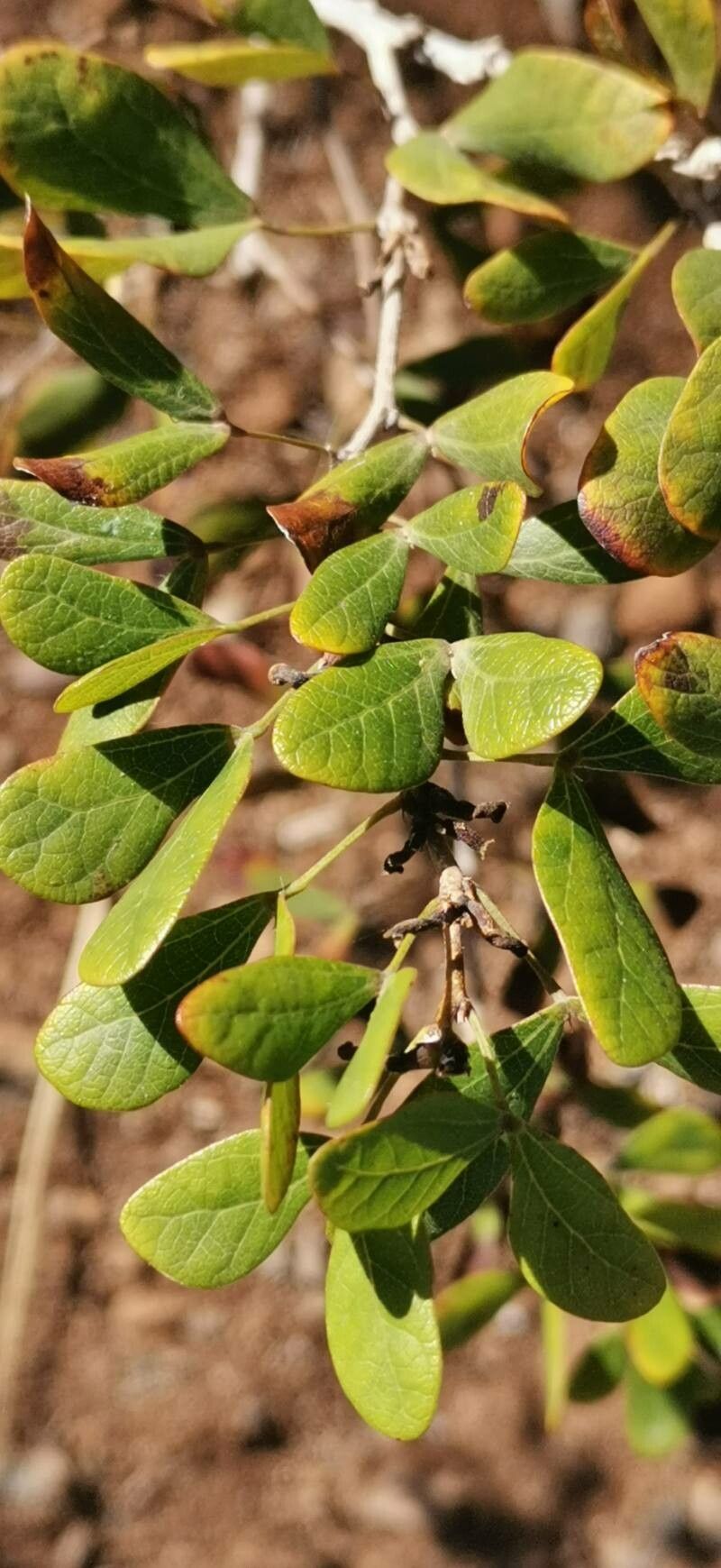 Bauhinia madagascariensis leaf