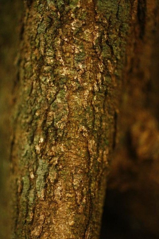 Protium tenuifolium — houseplant care guide