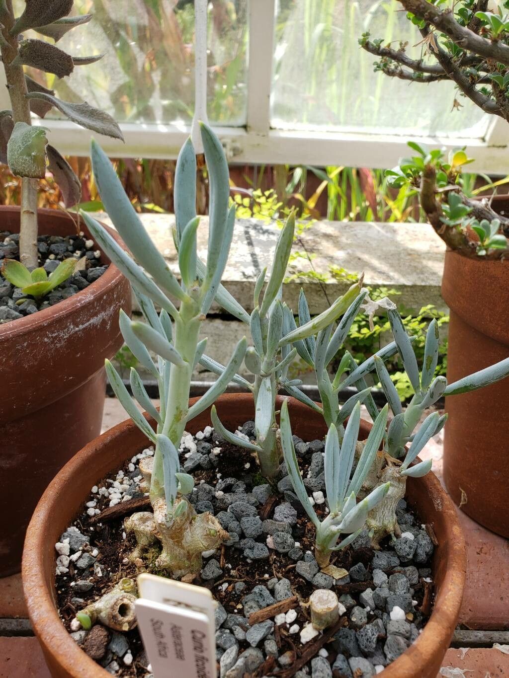 Curio ficoides habit