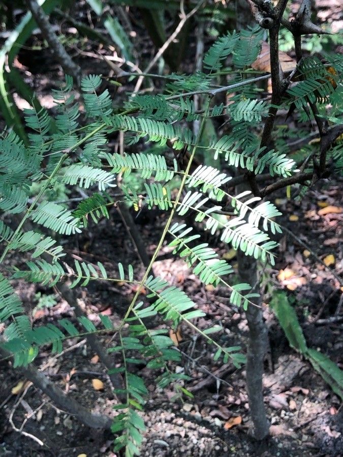 Vachellia collinsii — search result for 'Mimosa'
