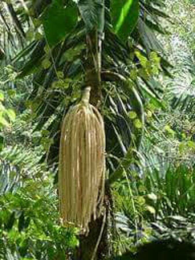 Iriartea deltoidea flower