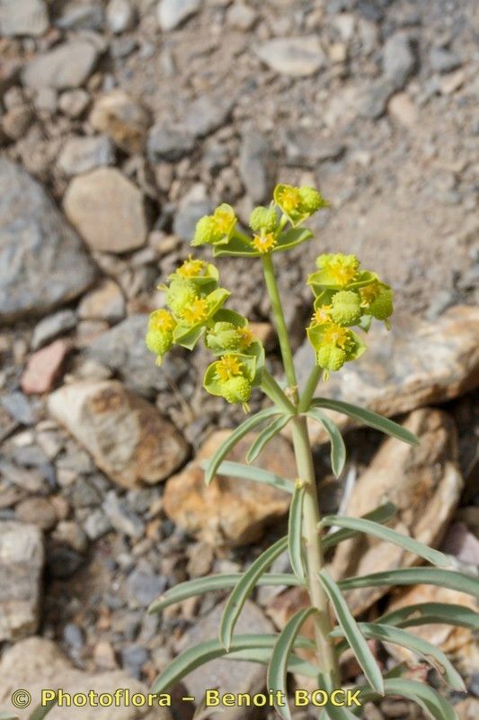 Euphorbia megalatlantica other