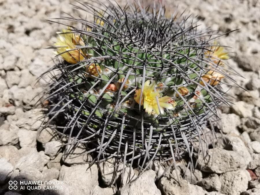 Mammillaria gigantea leaf