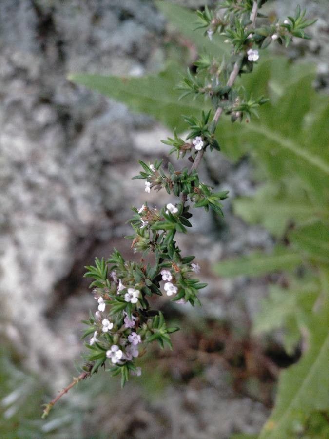 Micromeria varia flower
