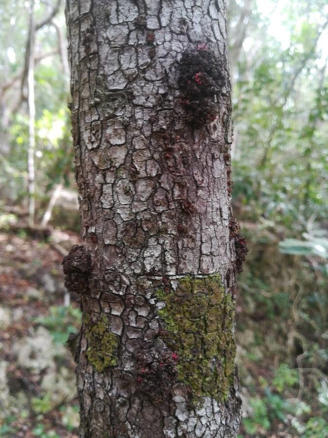 Ixora cauliflora bark